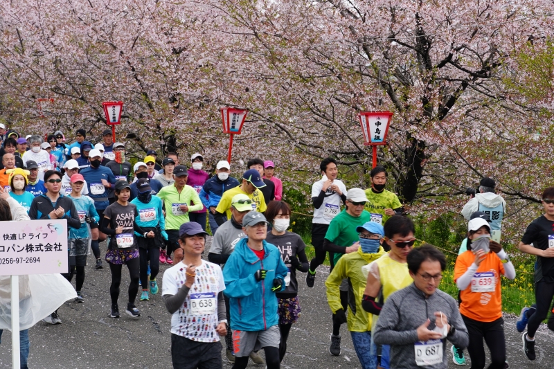 桜吹雪の中を走るランナーたち