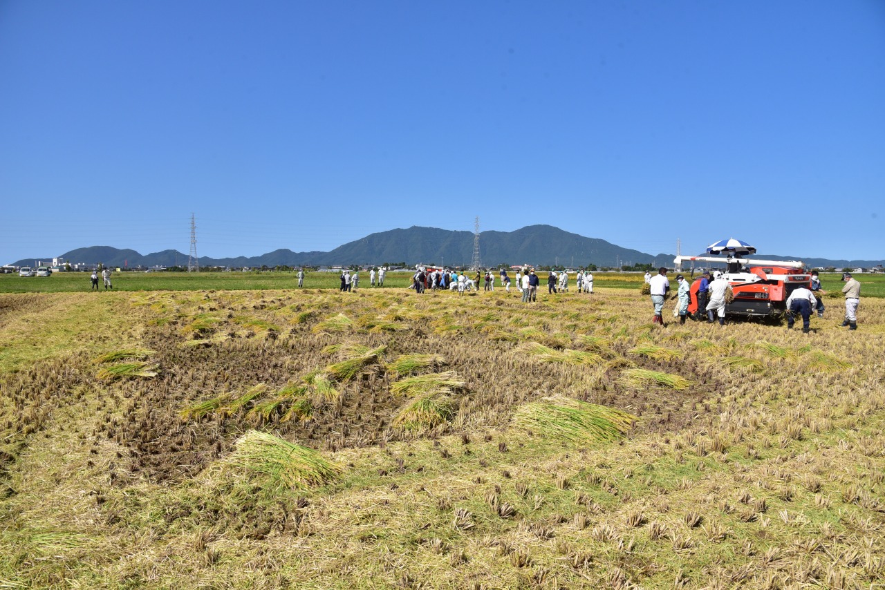 稲刈り後の田んぼの写真