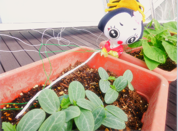 きららんとへちまの芽の写真