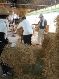 首に白い手ぬぐいを回し黒いシャツに白いズボンの教官が作業者に藁の扱い方を教えている写真