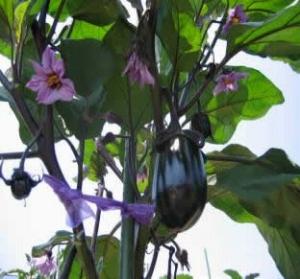 なすの苗に薄紫色の花がいくつか咲いており、黒光りしたなすの実がなっている写真