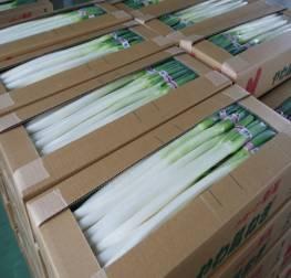 長さの揃えられたネギが出荷用の段ボール箱に詰められて積み重ねられている写真
