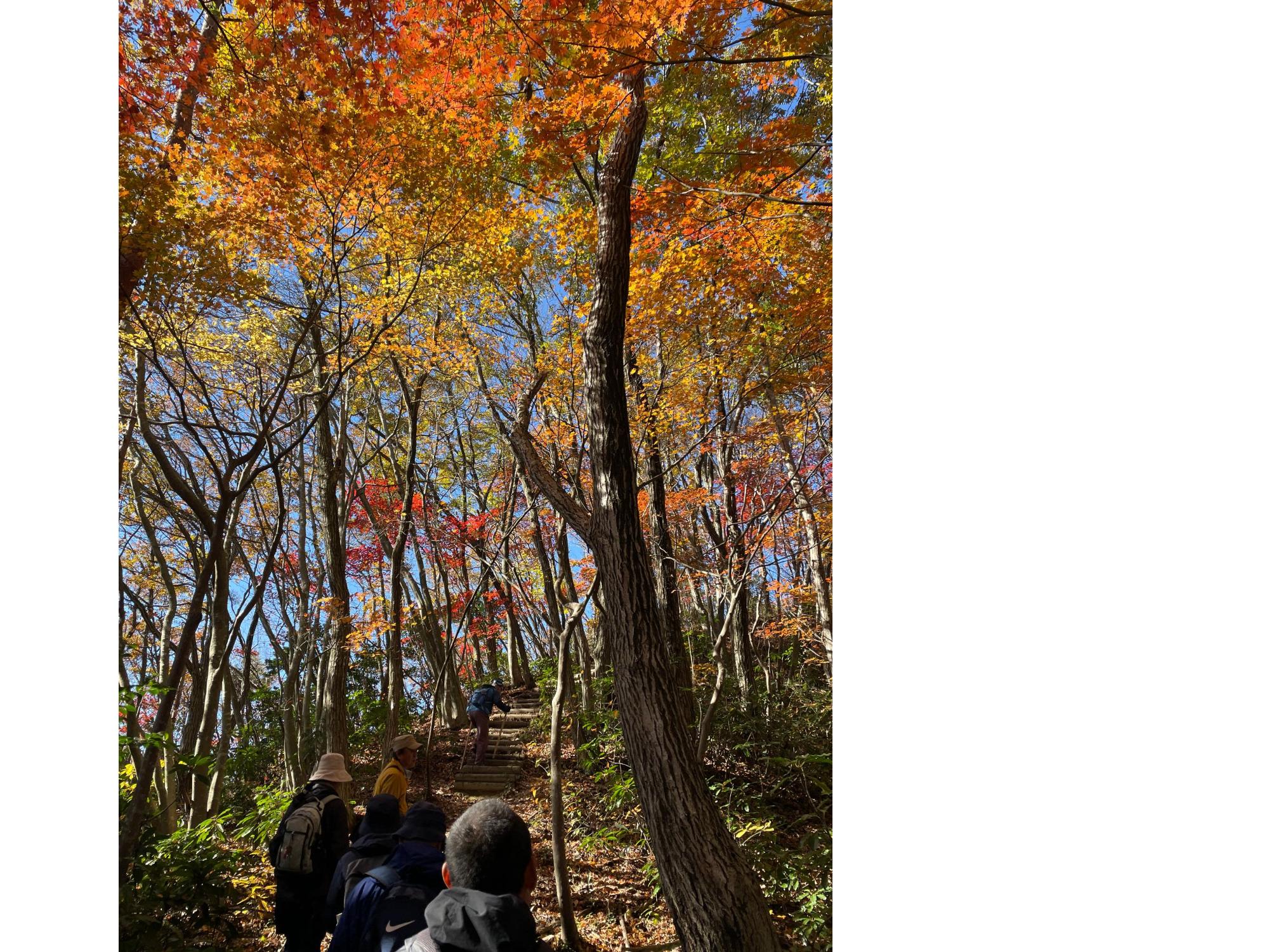 国上山ネイチャーウォークの様子
