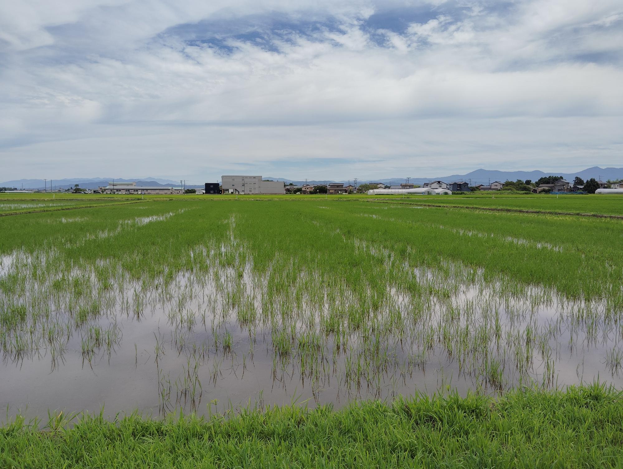 ドローンで播種を行った圃場。