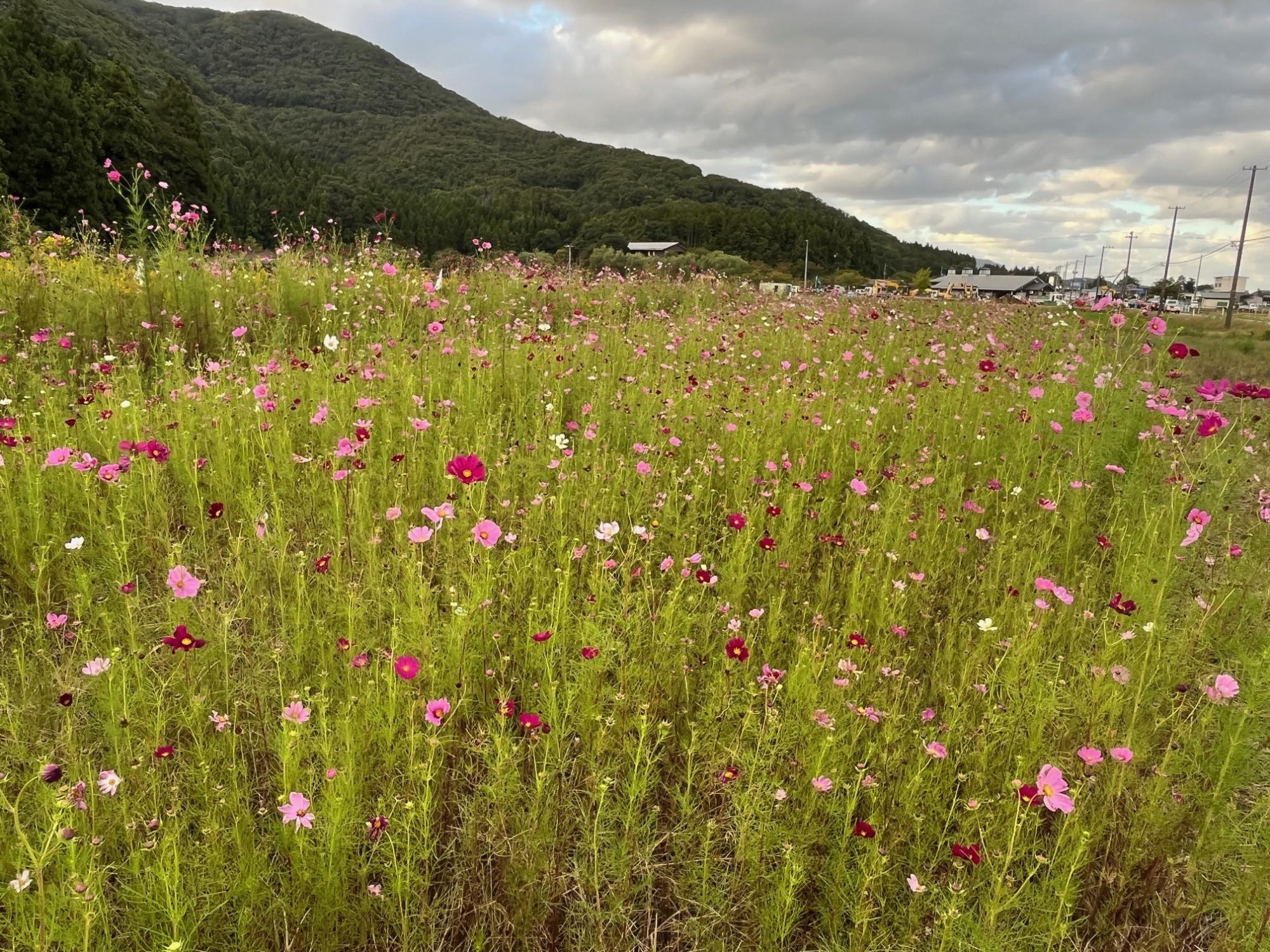 令和7年度遊休農地整備のコスモスが見ごろです2
