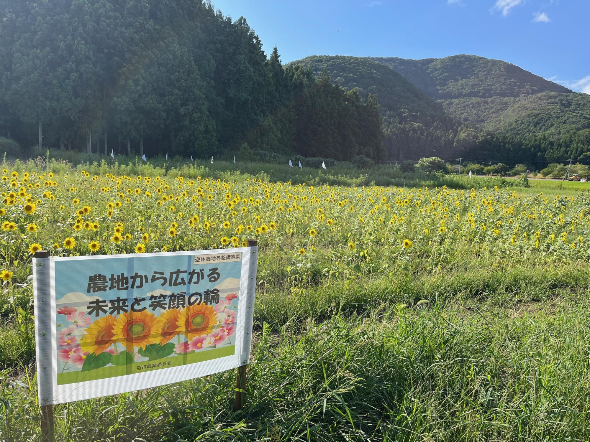 令和7年度遊休農地整備のひまわりが見ごろです1