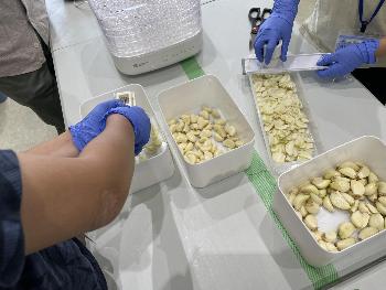 長善館学習塾の活動でにんにくチップスを作っている様子