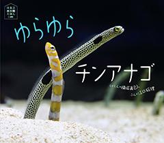 緑と黄色、2匹のチンアナゴが映った「ゆらゆらチンアナゴ」の表紙