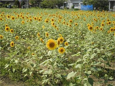 たくさんのひまわりが咲いているひまわり畑の写真
