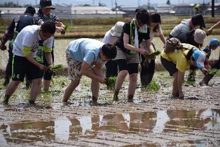 青空の下、田植え作業をしている参加者たちの写真