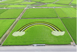 数種類の色の違う稲を使って作られた田んぼアートの写真
