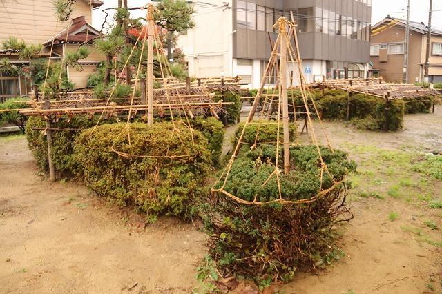 観葉植物に木や竹をくくりつけて冬囲いをしている中庭の様子の写真