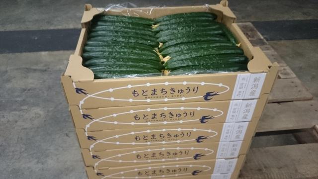 出荷されたもとまちきゅうりの写真