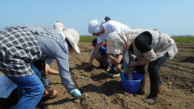休耕田に種を植えている参加者の皆さんの写真