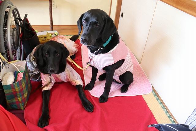 二匹の黒い盲導犬が並んでいる様子の写真