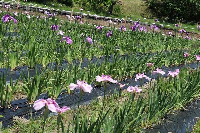 一面に広がっている菖蒲の写真