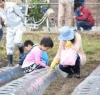 畑にタネを撒く児童と保護者の写真