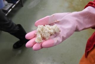 ピンクのゴム手袋をした手が、一握りの米麹を乗せて見せている写真