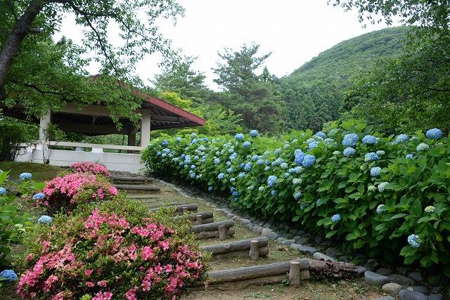 青いアジサイとピンクのつつじが、なだらかな坂に沿って咲き誇っている写真