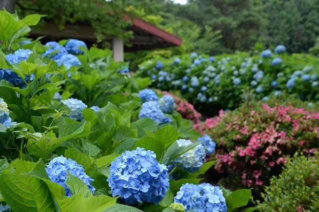 木々を背に咲き誇るアジサイとつつじの写真