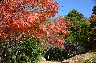 紅葉した国上山