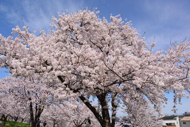 桜