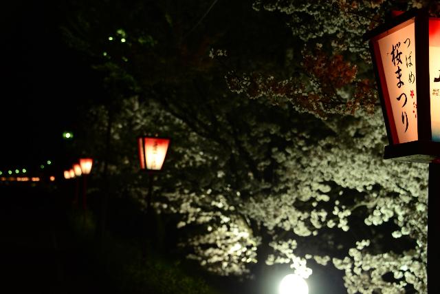 夜桜