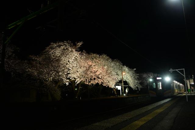 夜桜分水駅