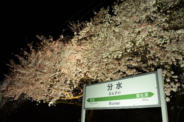 夜桜分水駅