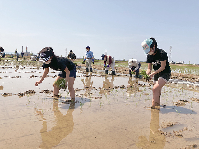 田んぼアート田植え