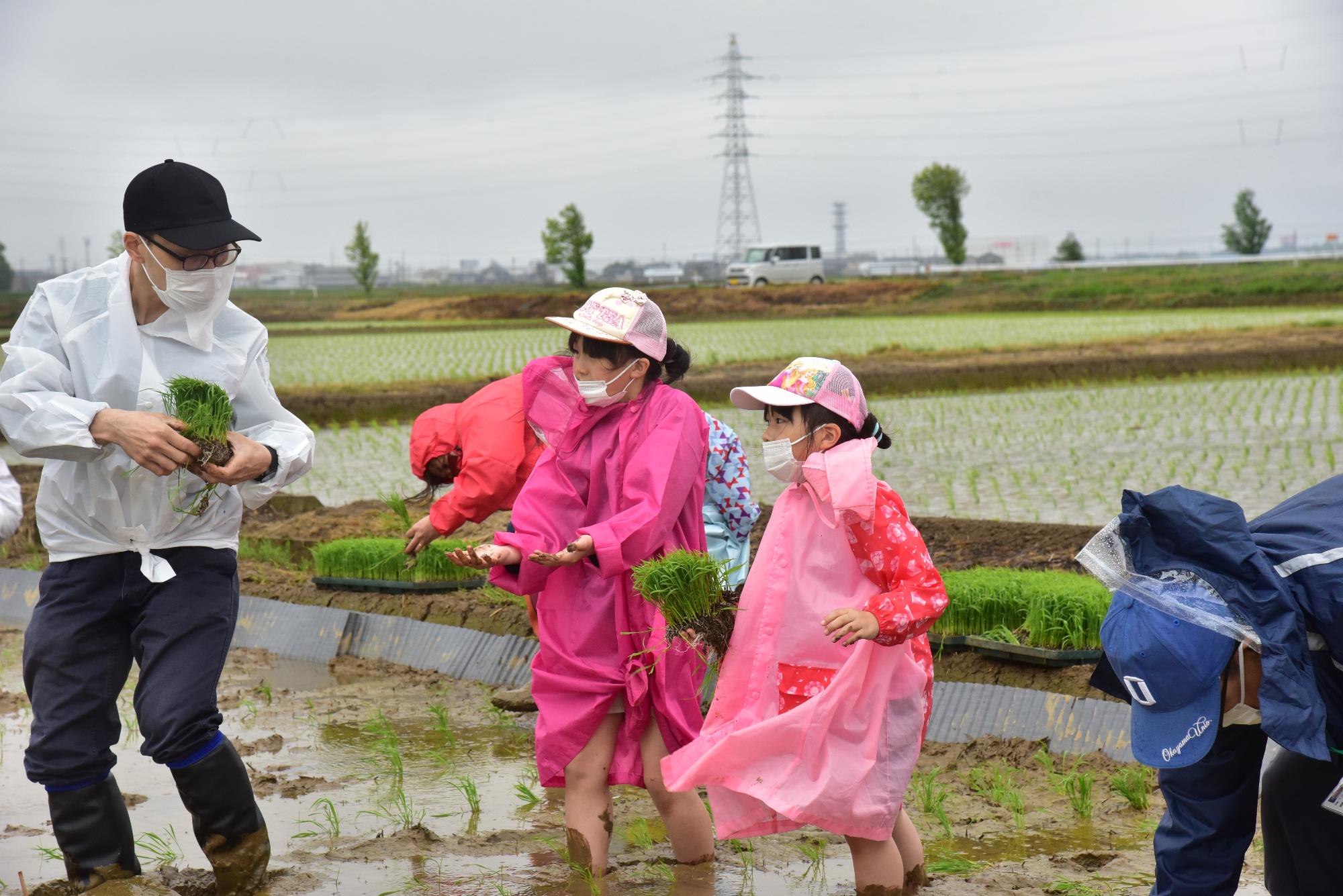 田植えの様子