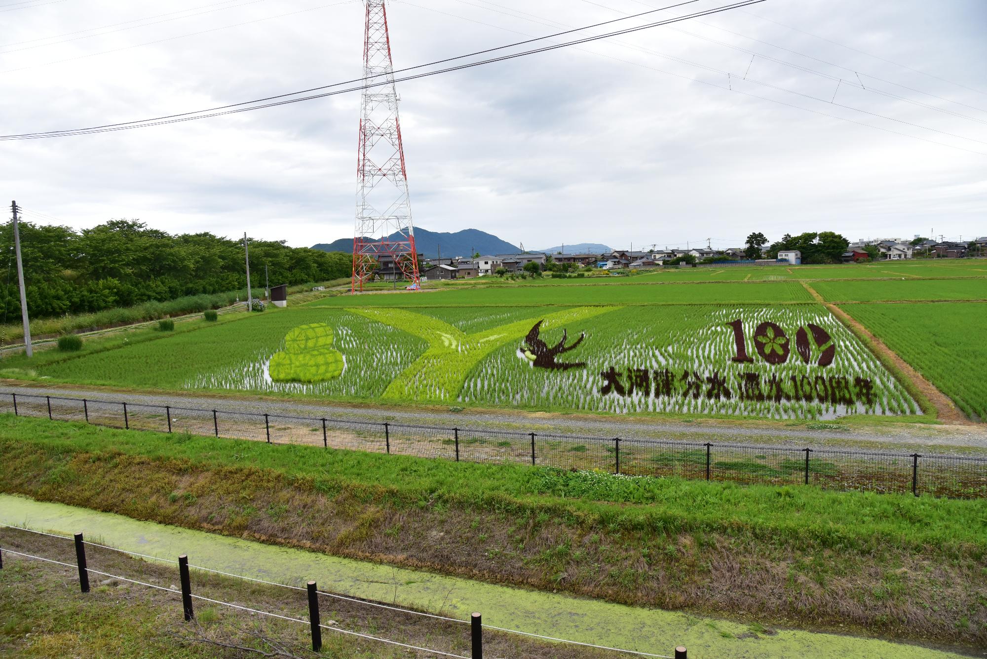 テラスから見た田んぼアートの図柄