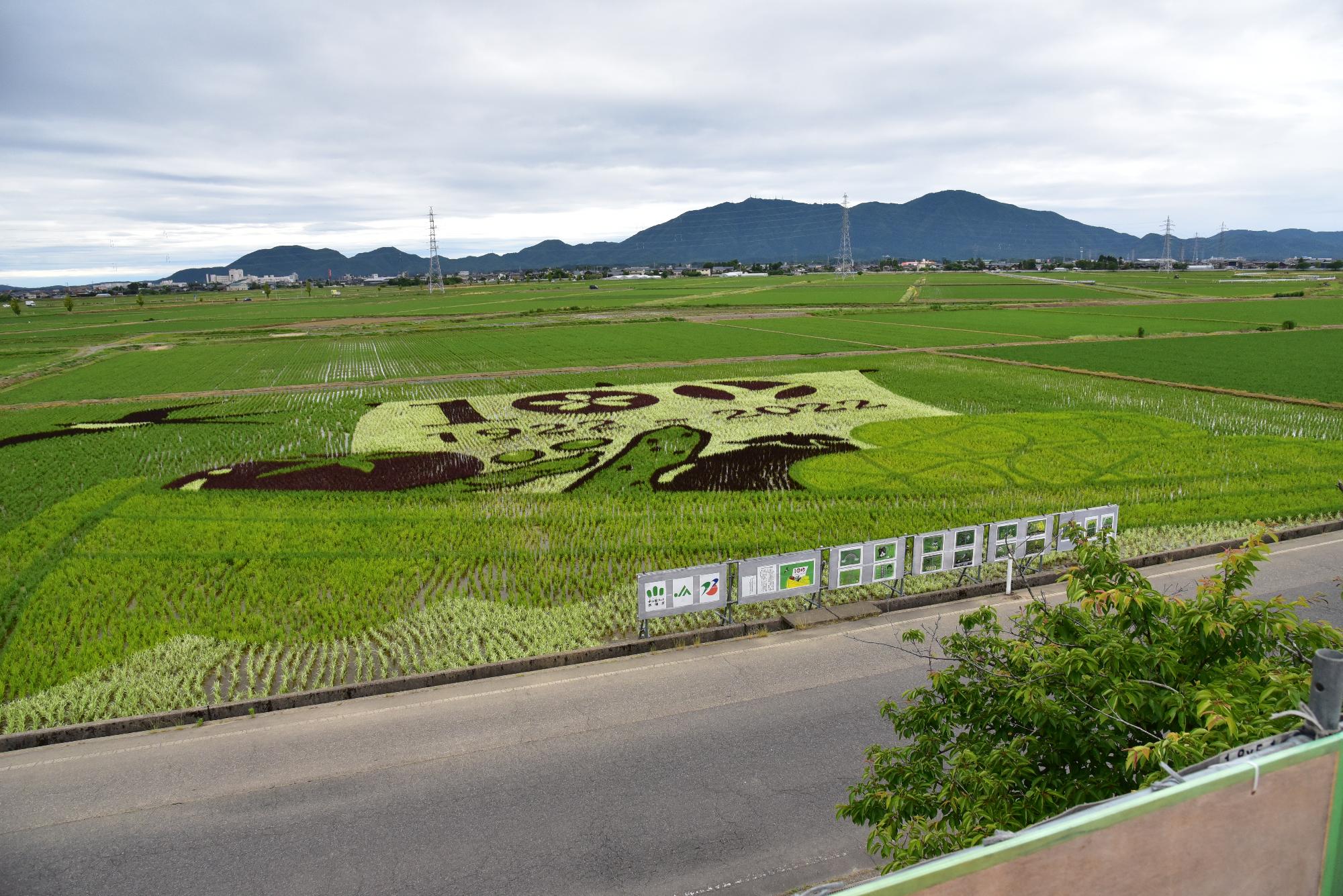 田んぼアートの図柄