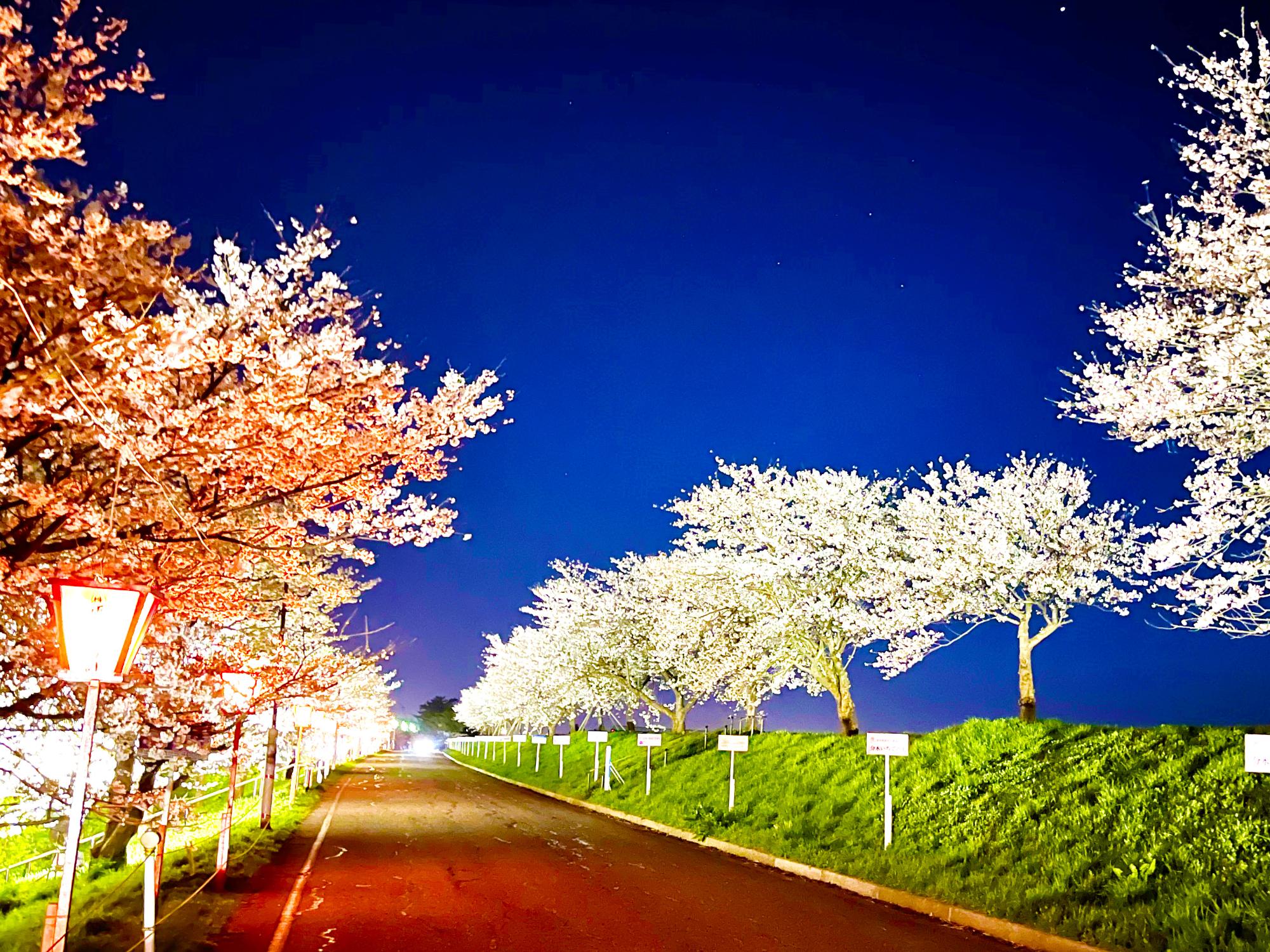 大河津分水の夜桜