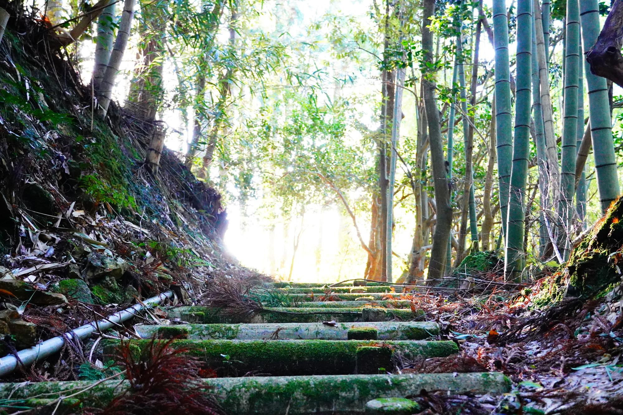 国上山の遊歩道