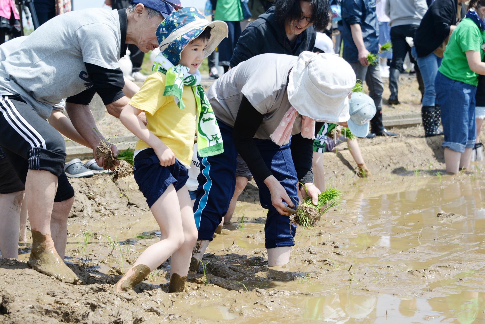 子どもが田植えをしている様子その1