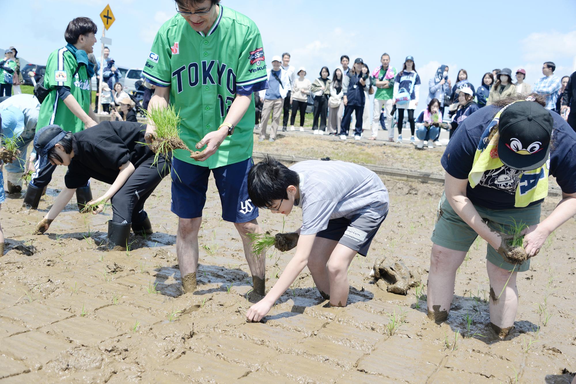 子どもが田植えをしている様子その2