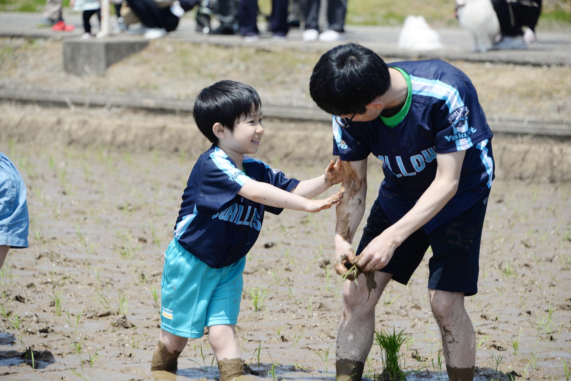 子どもが田植えをしている様子その3