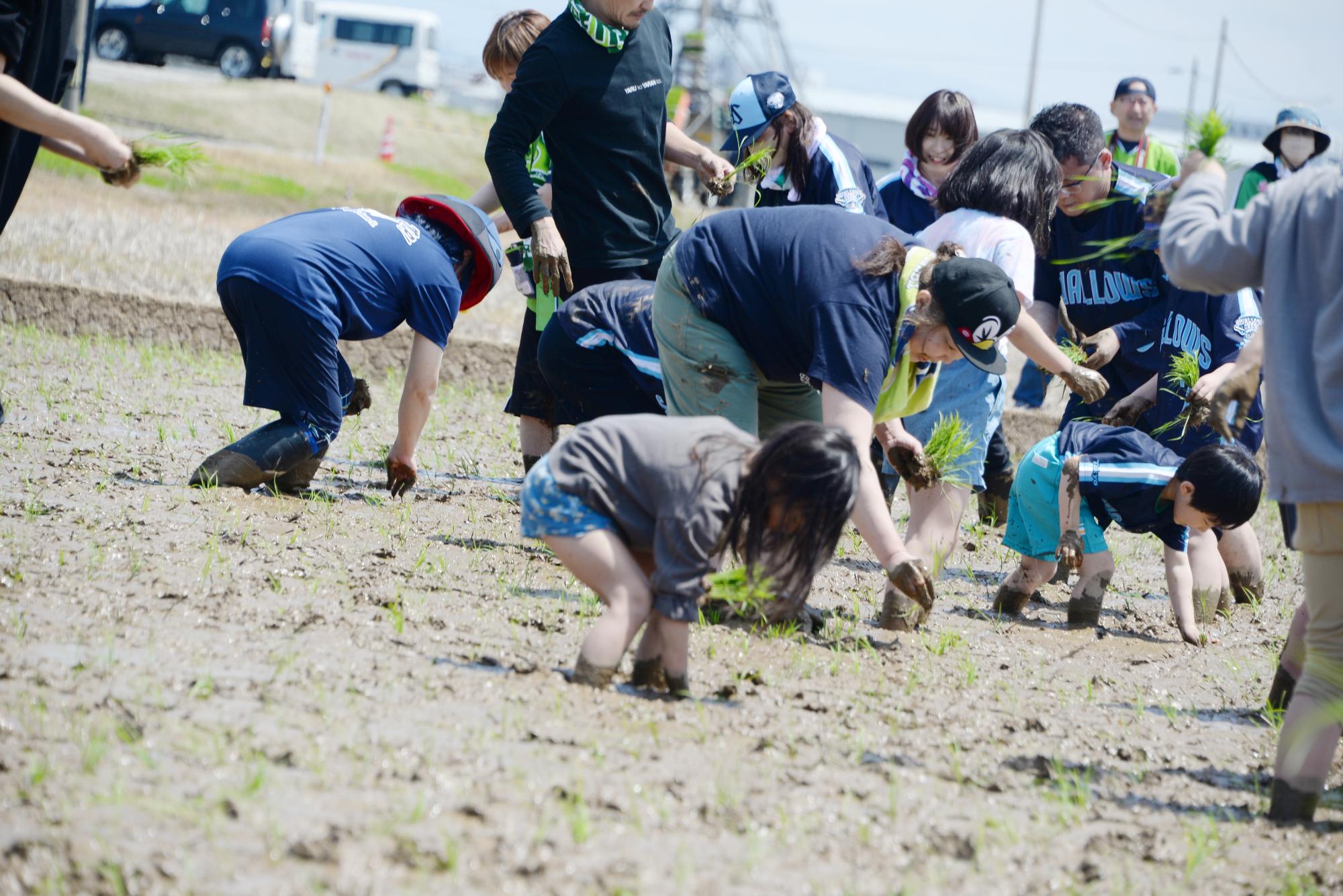 子どもが田植えをしている様子その4