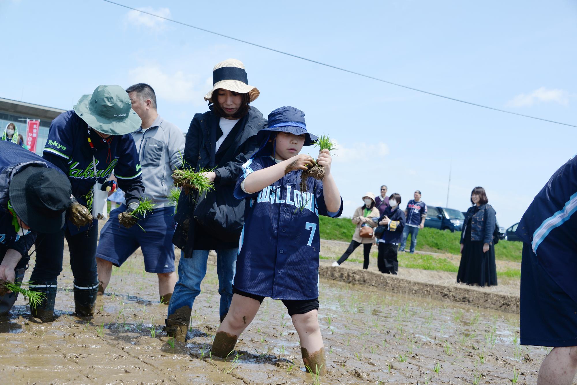 子どもが田植えをしている様子その5