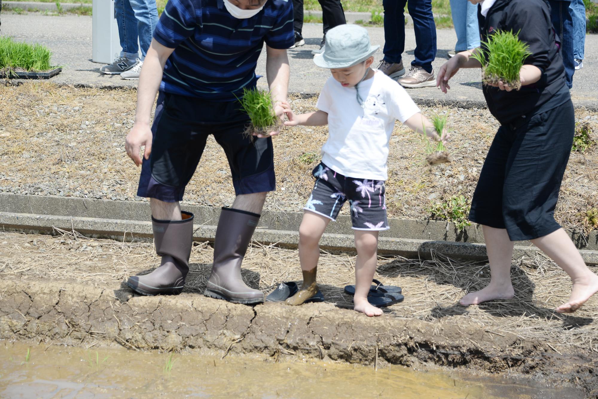 子どもが田植えをしている様子その6