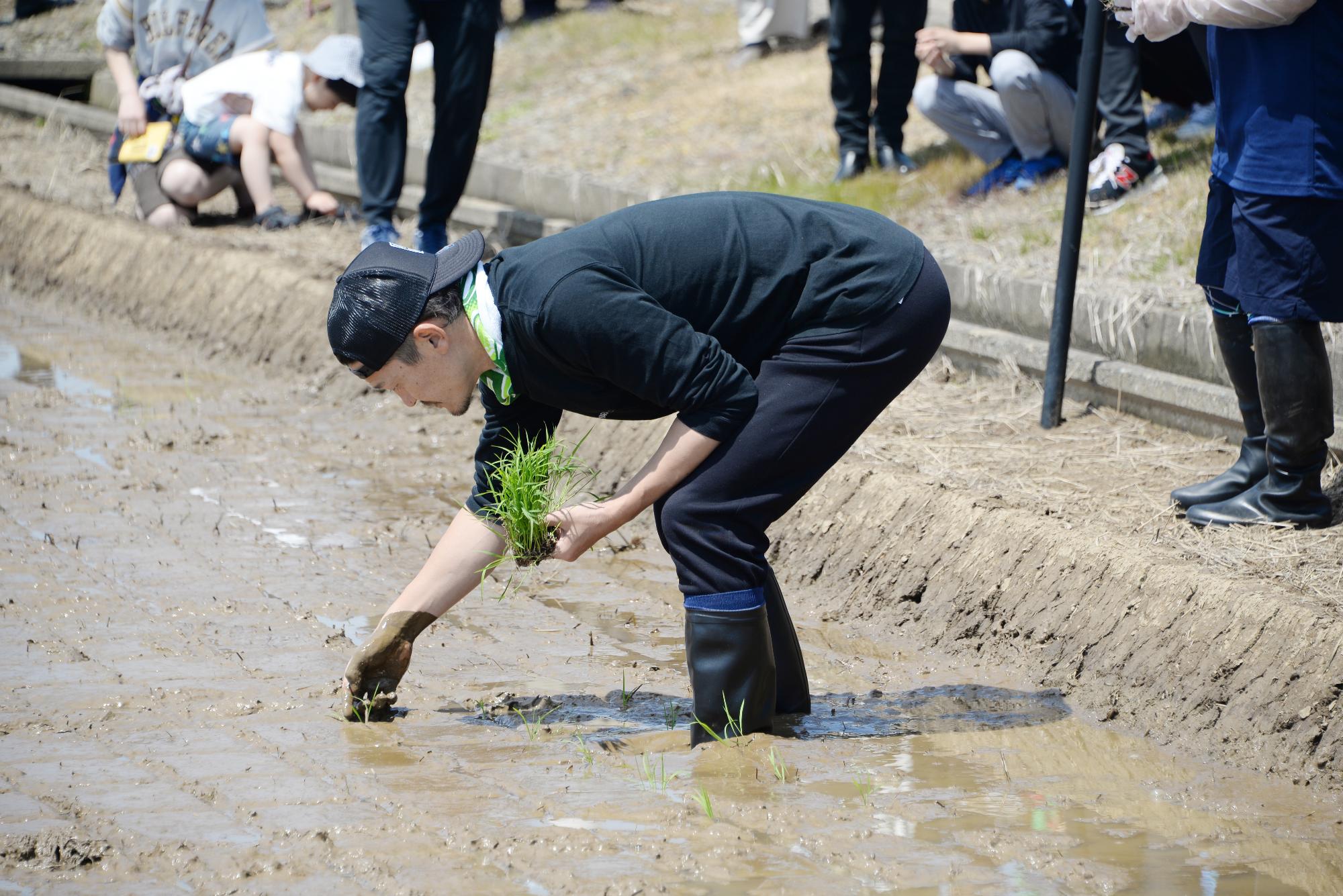 坂口さんが田植えをしている様子