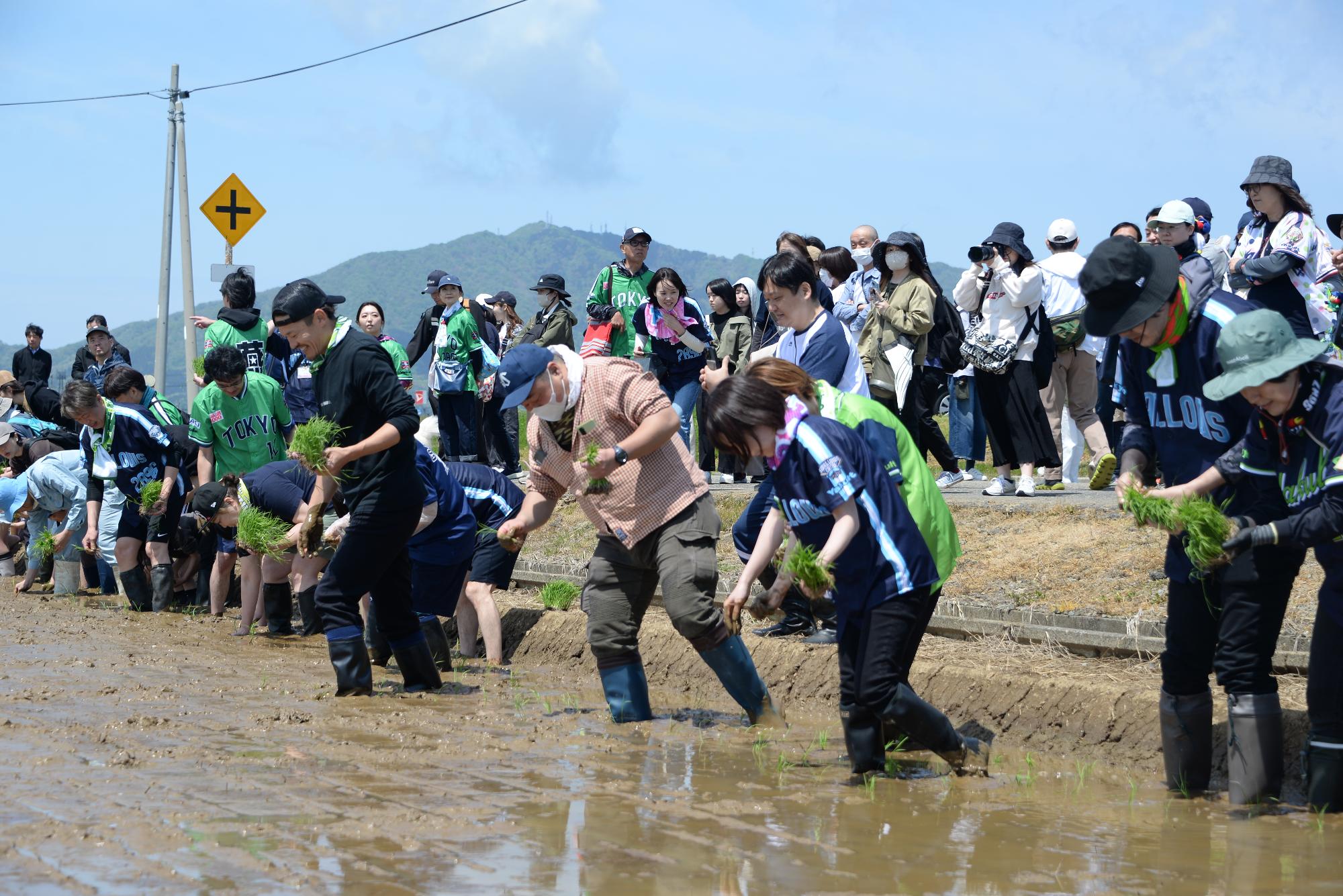 大勢で田植をしている様子