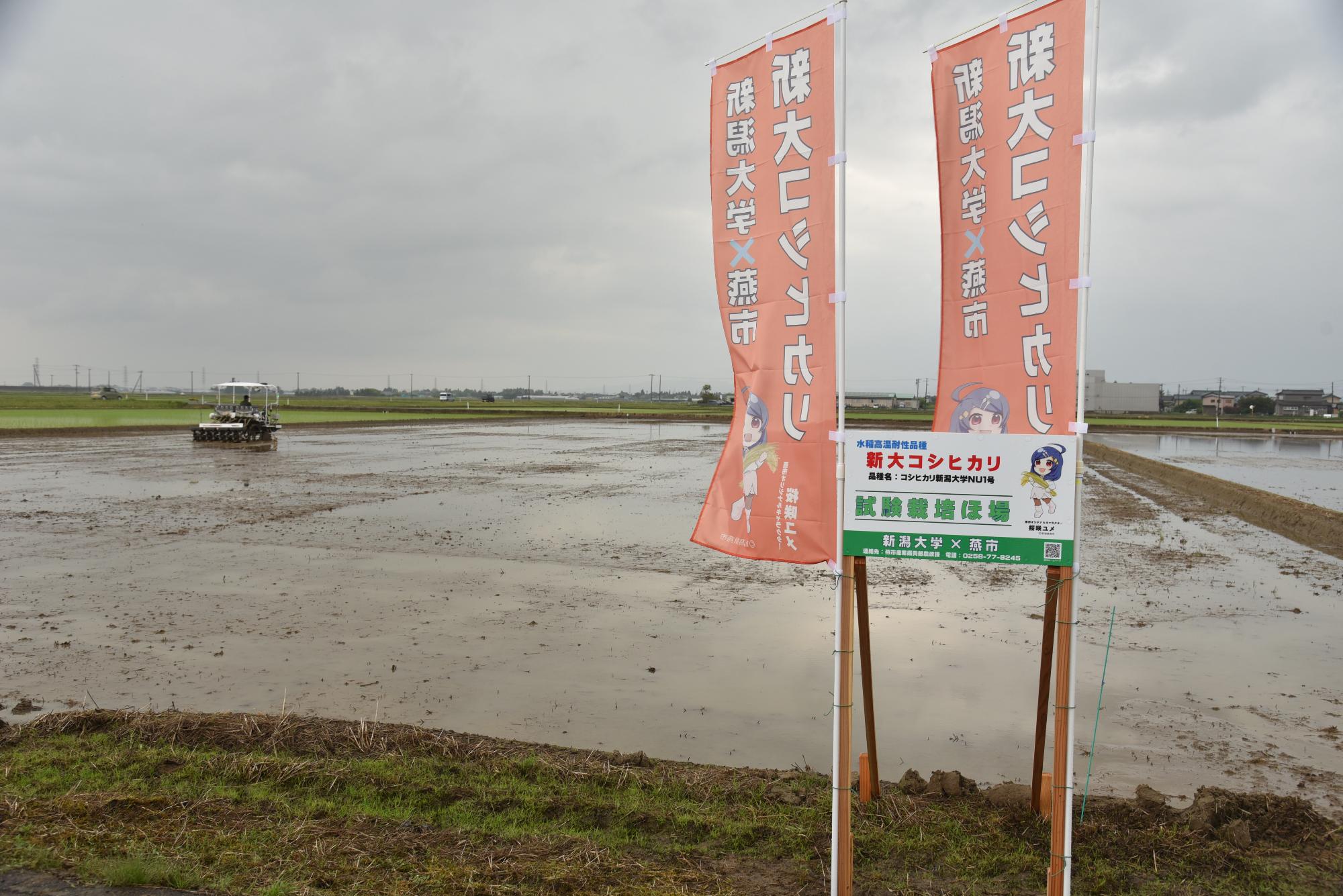 新大コシヒカリ