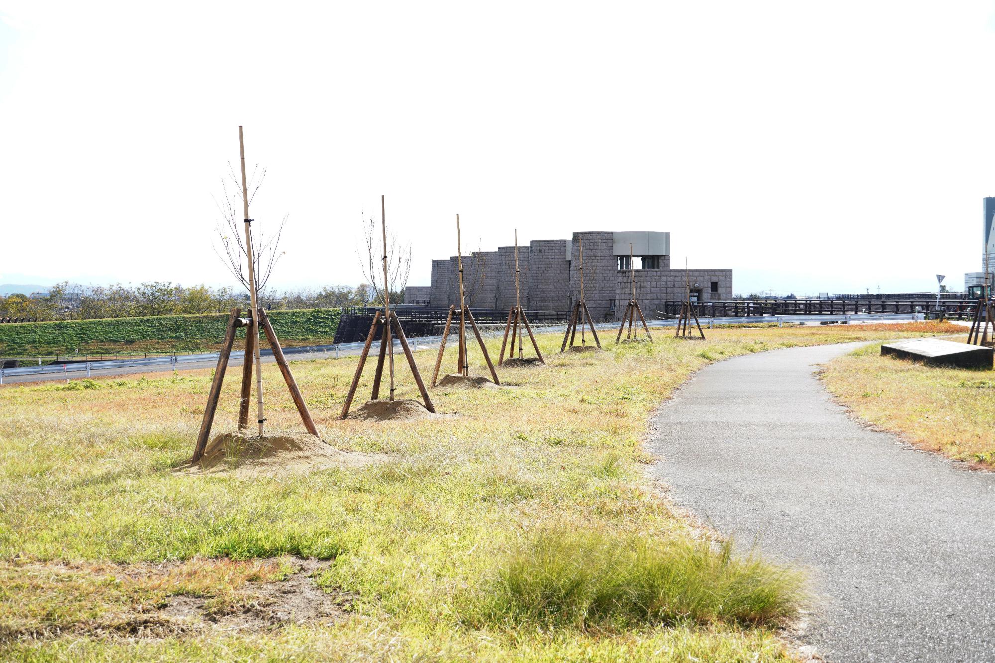 桜苗木の植樹と洗堰