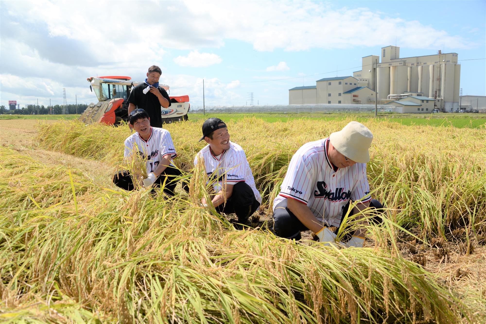 稲刈りをする真中さん、川崎さん、坂口さん