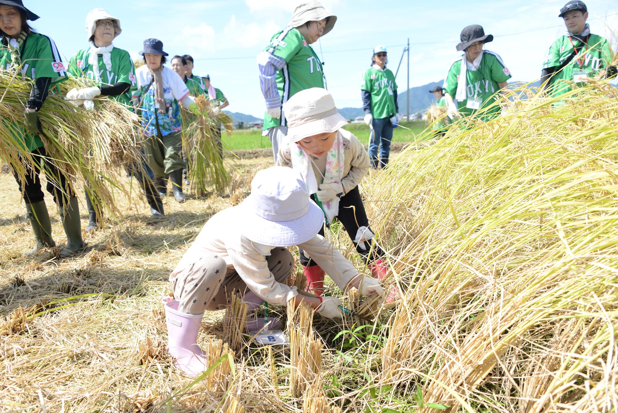 稲を刈る子ども