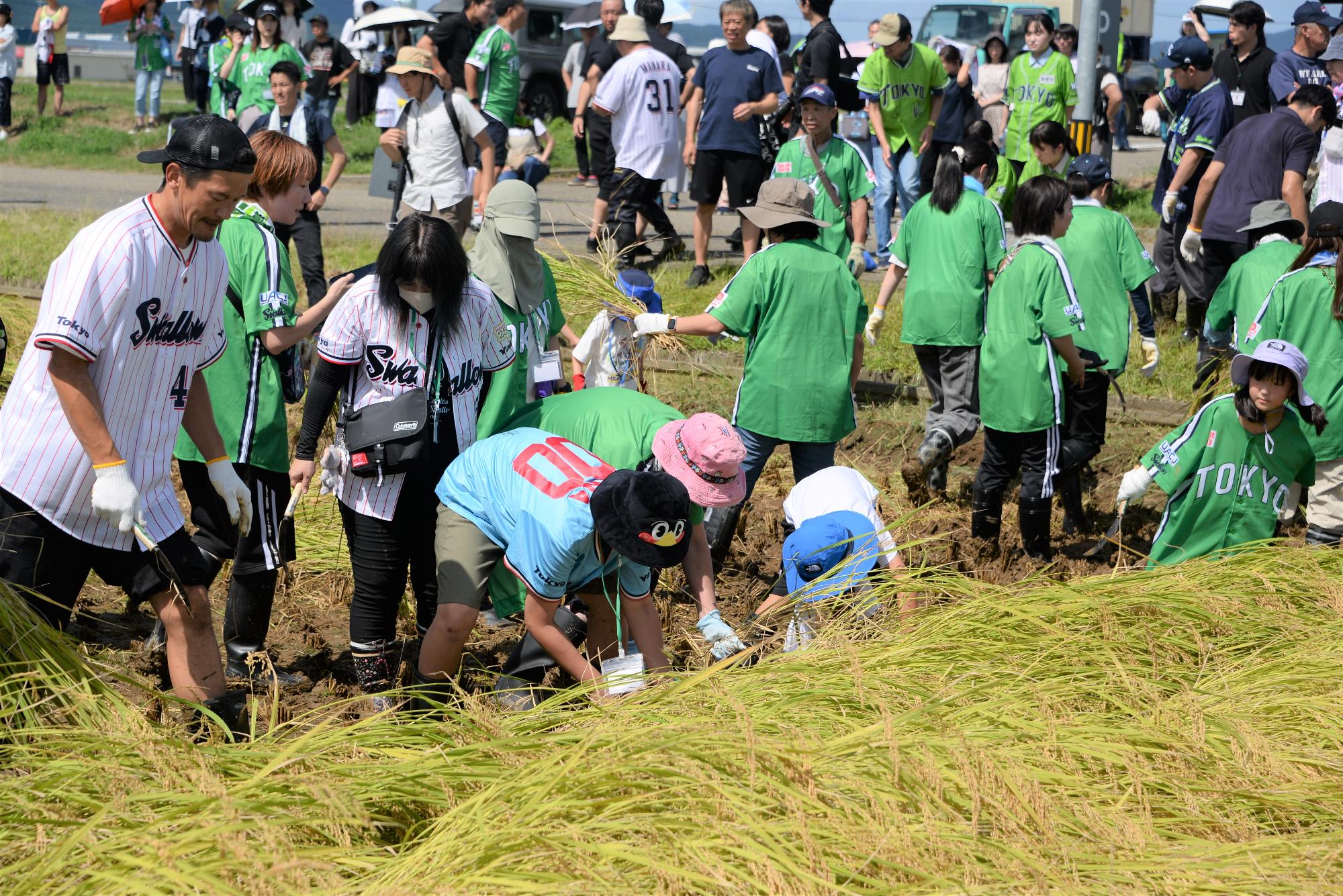 稲刈りをする参加者