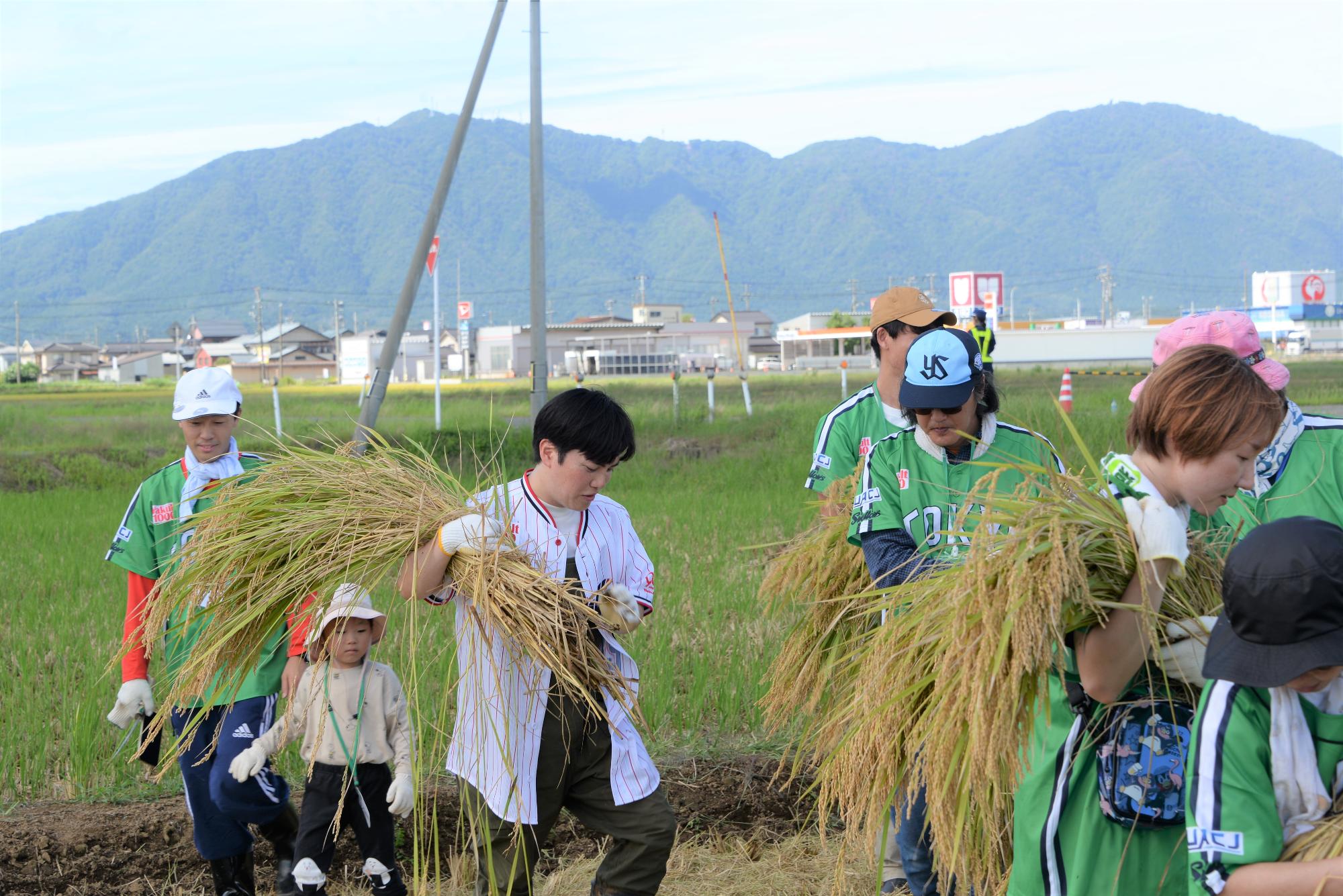 刈った稲を運ぶラブレターズ溜口さん