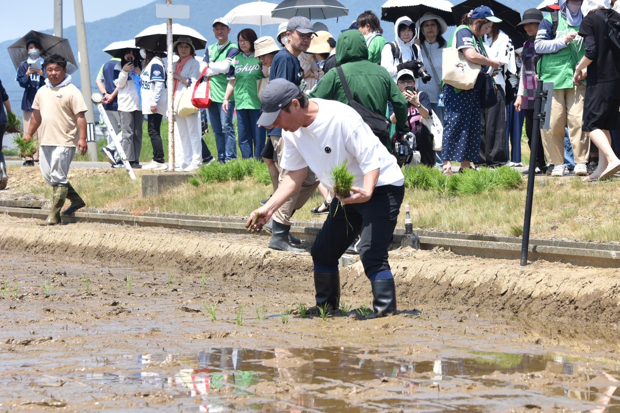 高津氏が田植えをする様子